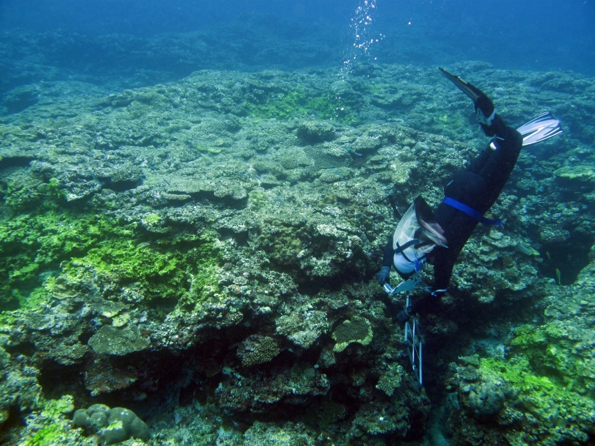 写真1　サンゴ礁の外側の地形。方形枠を置いてサンゴの被度を計測する。この様な場所では、陸域の影響を受けにくいこともあり海草類は繁茂していない