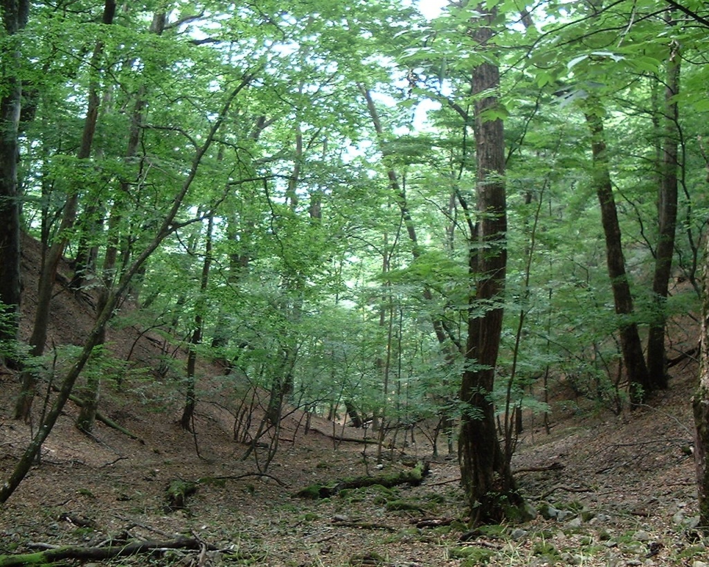 図５　雲取山（東京都）における夏緑広葉自然林の小地形分布