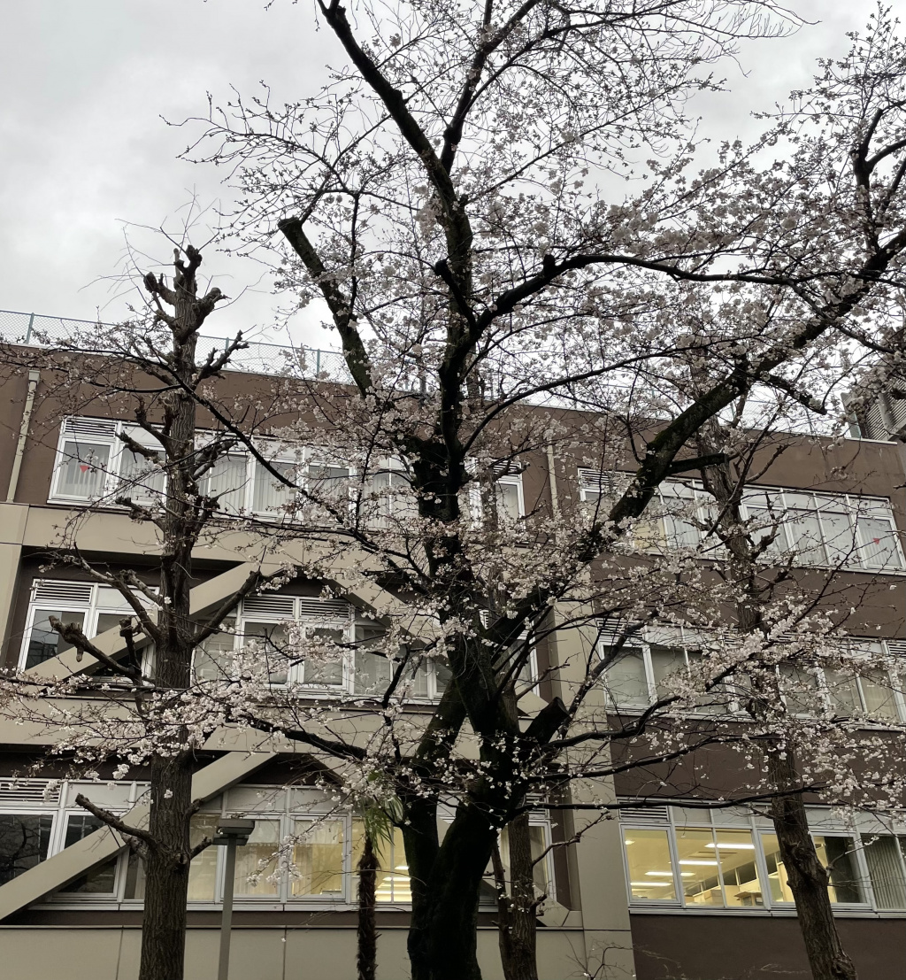 大学校内の桜