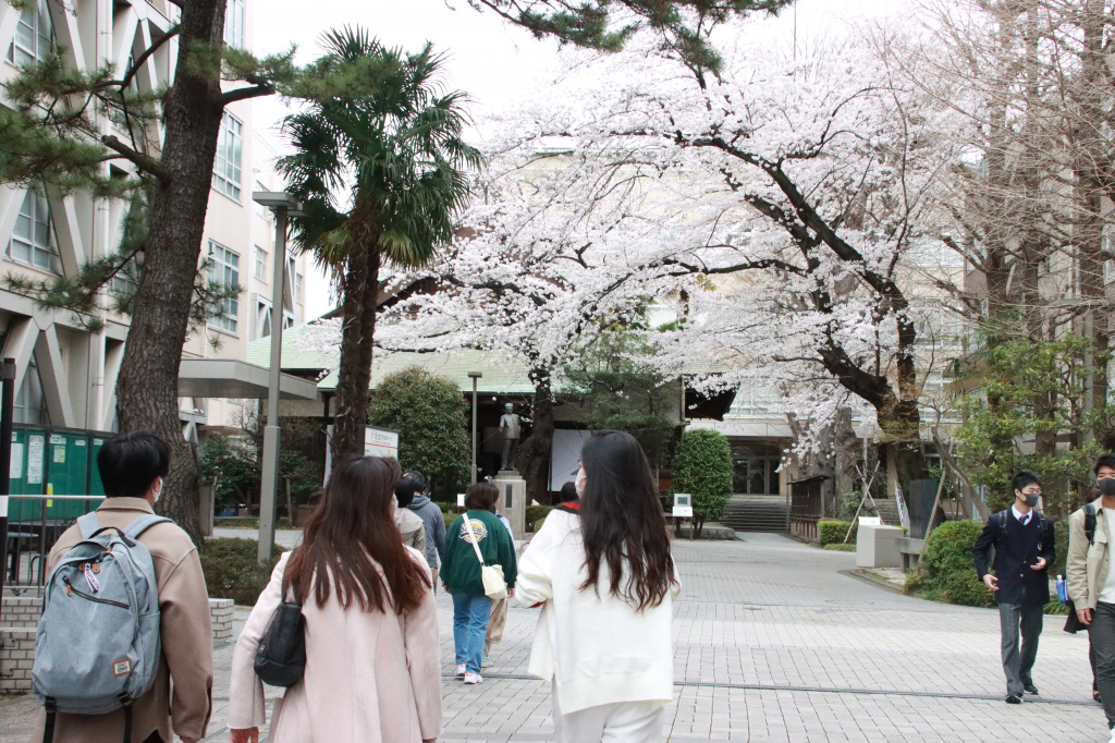 桜の咲くなか、在学生と話しながら歩く参加者ら