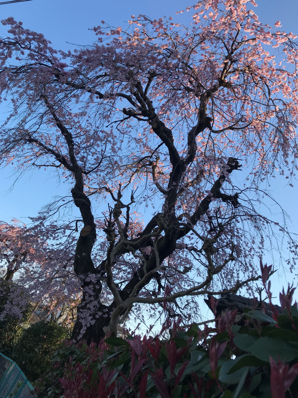 近所を散歩した際に撮影した桜